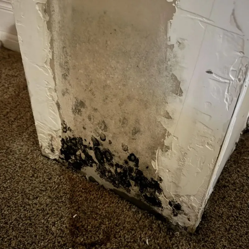 Professional Mold Removal in Rocky Top, TN